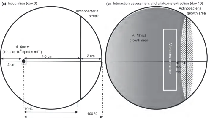 Figure 1 Methodology used for interaction assessment and aflatoxins extraction. (a) Inoculation (day 0) in a Petri dish filled with ISP2 medium, actinomycetes and A