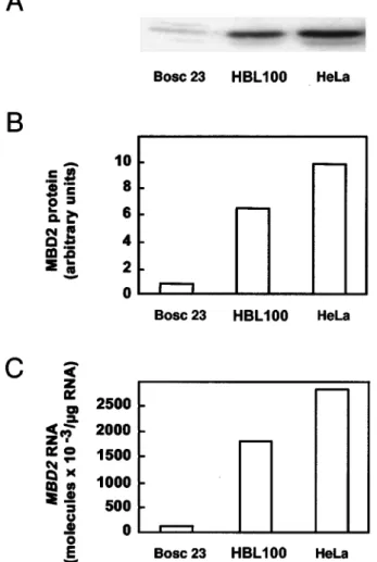 Figure 3 MBD2 and MeCP2 mRNA in normal, benign and neoplasic human breast tissues. (a) MeCP2 mRNA; open squares: