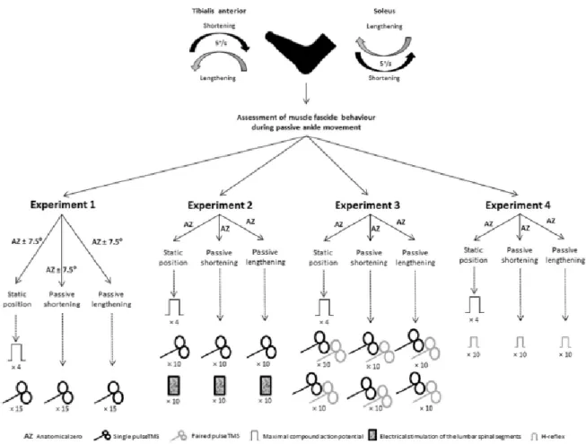 Abbildung 13. Schema der Studie von Skarabot et al. (2019) 