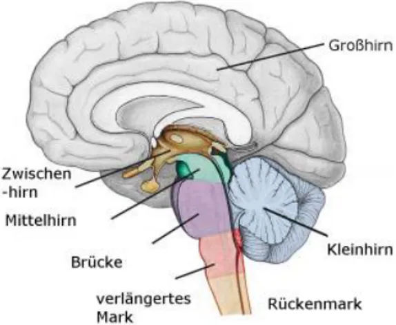 Abbildung 1. Aufbau des zentralen Nervensystems (Tallen, 2007) 