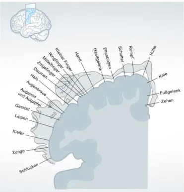Abbildung 2. Somatotope Abbildung des Körpers (dasGehirn.info, 2019) 