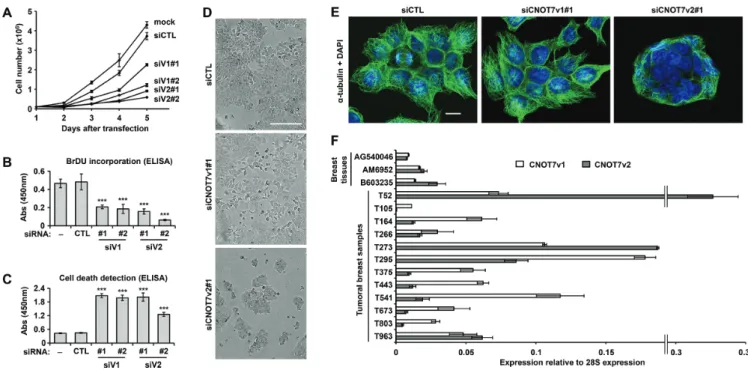 Figure 6. Phenotypes of CNOT7v1 / v2-depleted MCF7 cells and expression in tumorigenic breast tissues