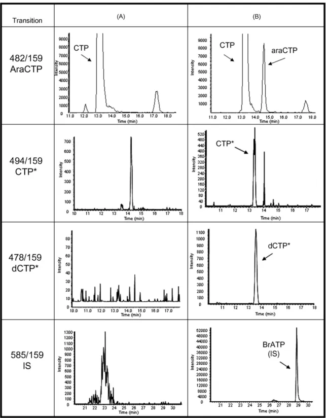 Fig. 2. Ion chromatograms of (A) blank cell extract, (B) cell extract spiked with araCTP (0.3␮g mL −1 ), CTP* (0.03␮g mL −1 ), dCTP* (0.03␮g mL −1 ) and BrATP (4␮g mL −1 ) and (C) samples containing no drug but the internal standard.