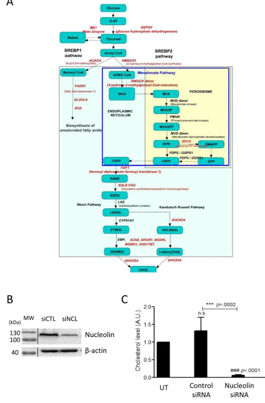 Figure 4.  NCL expression affects cholesterol synthesis. (A) The different enzymes of the cholesterol  biosynthetic pathways that are down regulated in the NCL siRNA treated cells are indicated in red on the  scheme of the cholesterol synthesis pathway