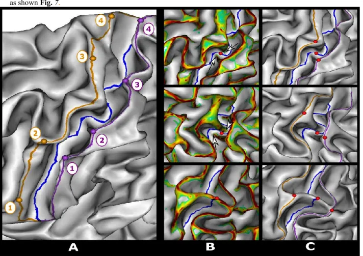 Fig. 7 Left: semi-automatic delineation of the central sulcus fundus line (blue) and adjacent gyri ridge lines (orange  pre-central gyrus, purple post-central gyrus) and their associated control points numbered in ascending order from the  ventral end to t