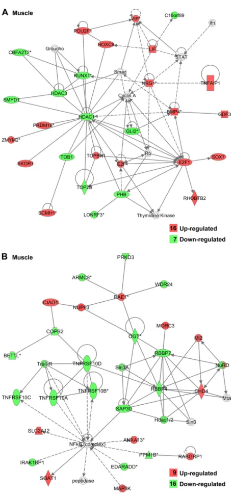 Fig. 3. Gene interaction network in leg muscle showing genes involved in the cell cycle (A) and cell apoptosis (B) after insulin immuno-neutralization in chickens revealed by IPA