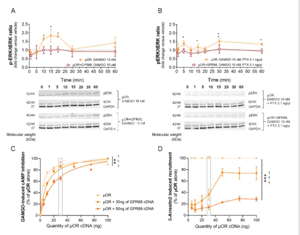 Figure 2. GPR88 dampens mOR-mediated signaling in vitro: ERK phosphorylation and effects of mOR expression levels