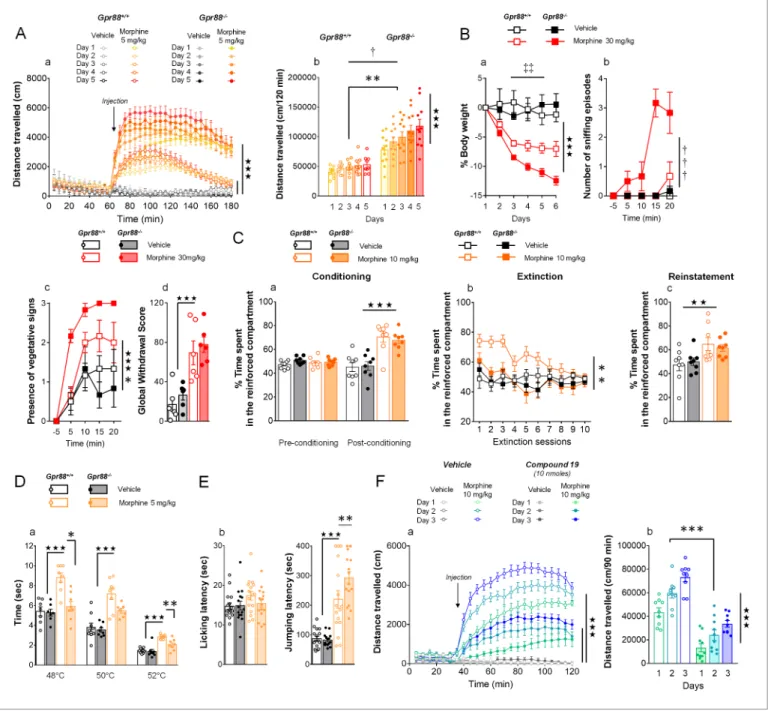 Figure 3. Gpr88 null mice display modified mu-opioid mediated behavioral responses. (A) In a locomotor sensitization paradigm (n = 5 to 11 mice per treatment and genotype) morphine induced an increase in locomotor activity that sensitized upon repeated adm