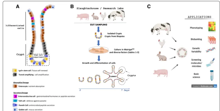 Figure 1  Models of intestinal organoids in farm animals. A Diverse cell lineages constitute the digestive epithelium