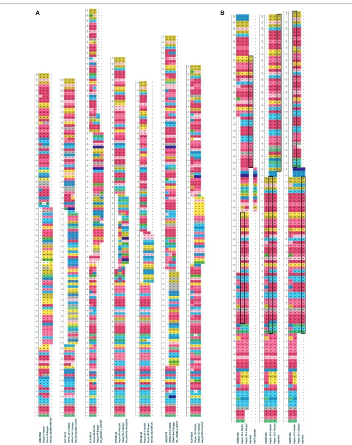 FIGURE 1 |  Human fragment insertions and duplications in the PPR of seven HEV GC sequences obtained by SMRT and Sanger sequencing