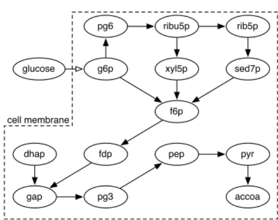 Figure 4: Simplified glycolysis and pentose phosphate path- path-ways for E.Coli