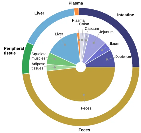 Figure 1. Averaged distribution of labeled cholesterol in mice. The proportion of D5 labeled cholesterol in each compartment 3 days after ingestion is displayed
