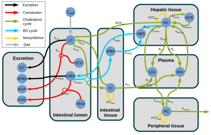 Figure 3. Structure of the model of whole-body cholesterol metabolism. The different compartments included in the model are displayed as grey boxes