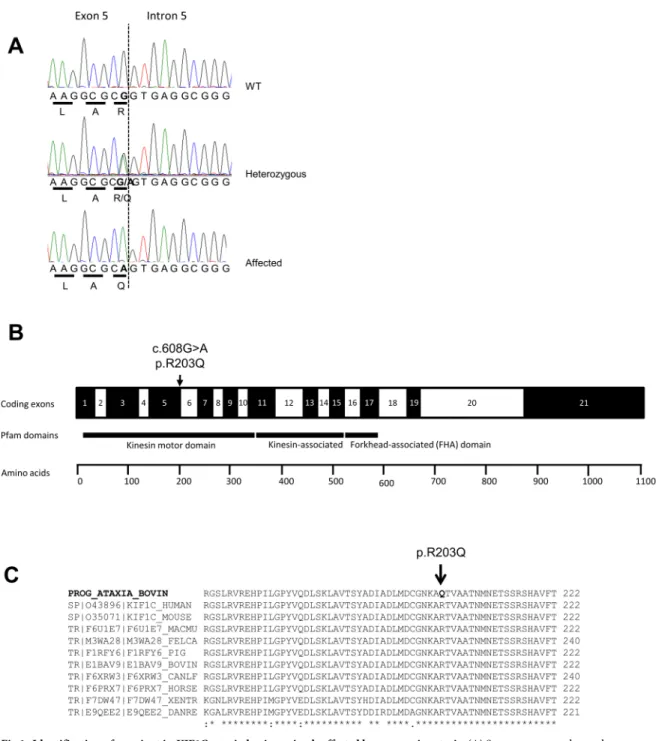 Fig 1. Identification of a variant in KIF1C gene in bovine animals affected by progressive ataxia