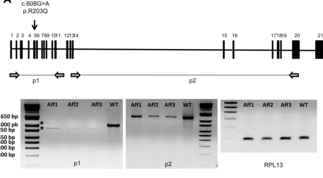 Fig 2. KIF1C variant affects mRNA expression and leads to a functional knock-out. (A) Schematic diagram of the KIF1C gene in bovine sequence, located on chromosome 19, with the mutation indicated by an arrow