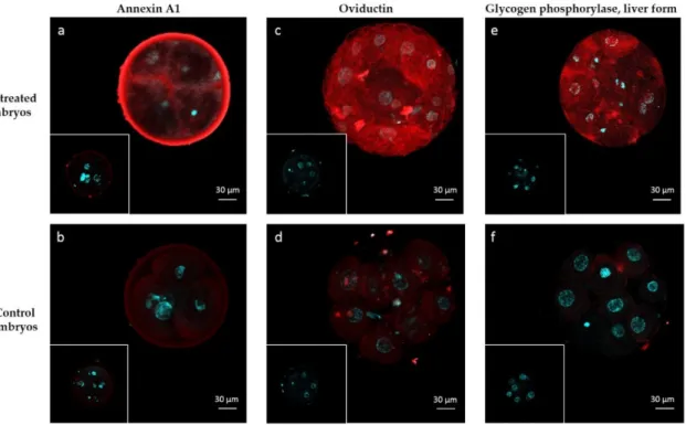 Figure 4. Immunolocalization of embryo-interacting proteins in OF-treated embryos (a,c,e) and  controls (b,d,f)