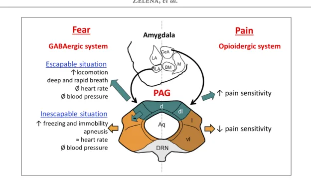 Figure 4. Schematic representation of the responses induced by the stimulation of the periaqueductal  gray (PAG) subdivisions and its functional connections with the amygdala nucleus in fear and pain  based upon rat brain