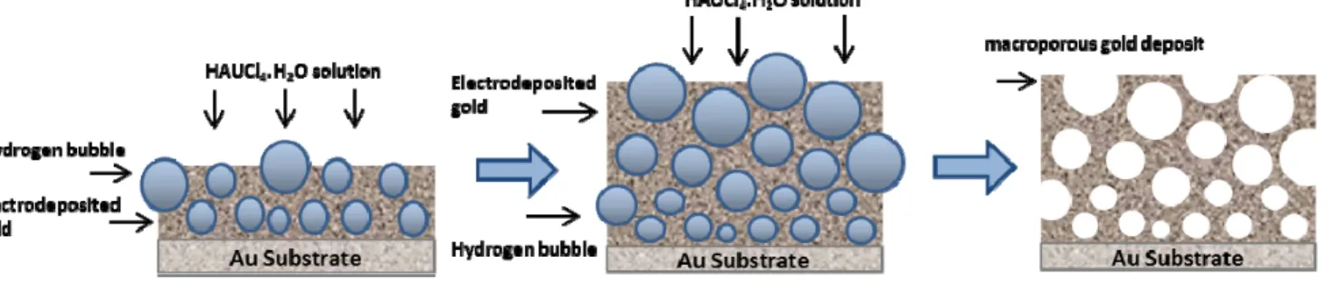 Figure 2. SEM Characterization of the porous gold current collector, images at different magnifications showing different levels of pores