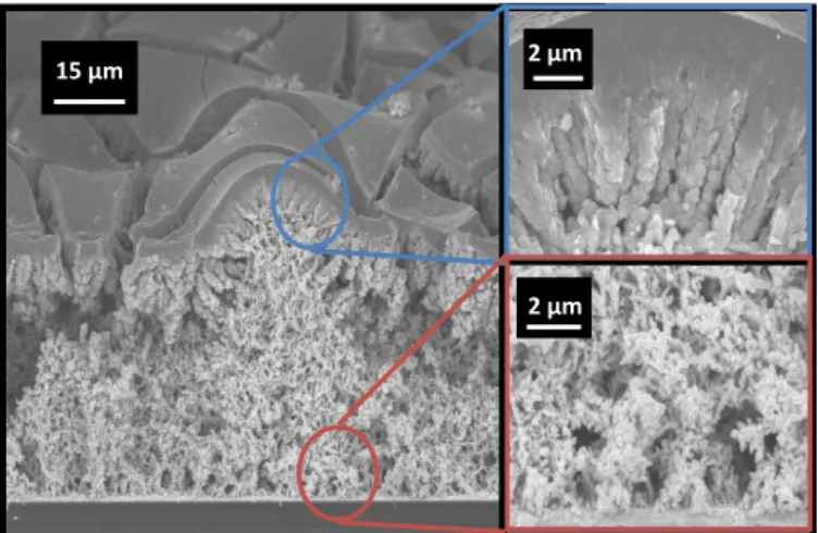 Figure 4. SEM characterization of porous Au/RuO 2 .xH 2 O electrode. SEM images of cross section of the electrode obtained after 400 cycles of RuO 2