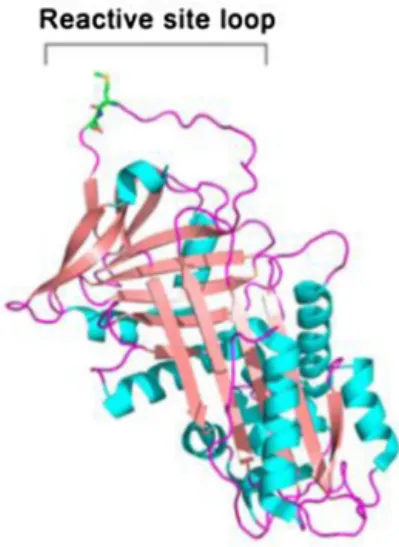 Fig. 6. Three-dimensional structures of clade A and clade B serpins.