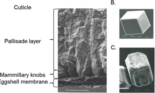 Fig. 7. Structure of the eggshell and effect of ovalbumin on calcium carbonate crystals