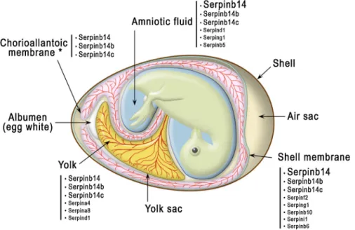 Fig. 8. Schematic representation of a fertilized egg at day 16 of incubation and serpins identiﬁed in each egg structure during chicken development