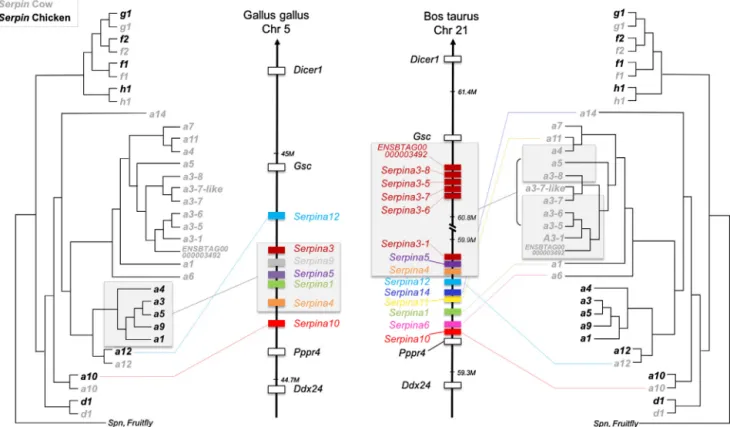 Fig. 3. Comparative analyses of Gallus gallus and Bos Taurus loci including clade A, D, F, G, and H serpins