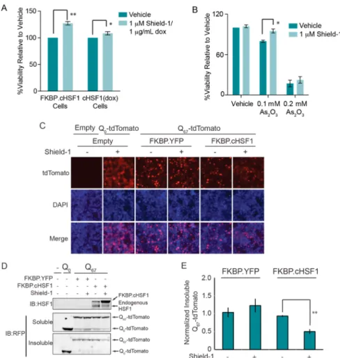 Figure 6. Stress-independent FKBP·cHSF1 activation attenuates intracellular aggregation of an aggregation-prone model protein