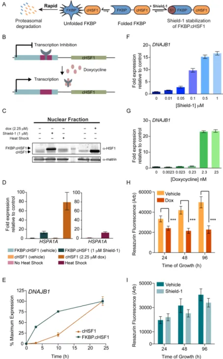Figure 1. Shield-1-dependent FKBP·cHSF1 stabilization induces the expression of HSF1 target genes