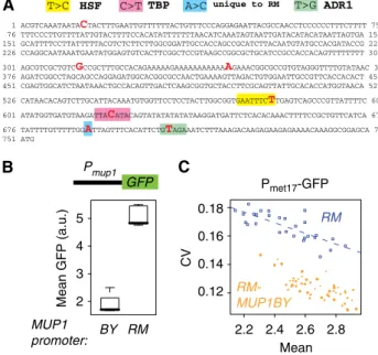 Figure 5 Cis-regulatory variation in MUP1 increases MET17-GFP cell–cell variability in trans