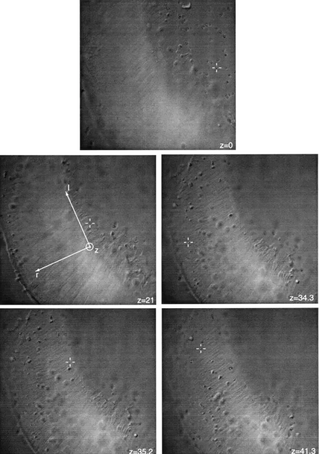 Figure 3-4:  Each  panel is a  picture of the  TM taken  at different  z planes.  The beads  tracked in  each  plane  are  marked