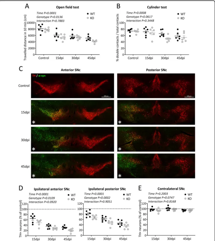 Fig. 2 TP53INP1 de ﬁ ciency aggravates motor de ﬁ cits and loss of nigral TH-positive neurons induced by AAV-mediated α -synuclein overexpression