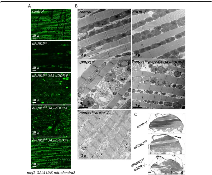 Fig. 6 dDOR overexpression rescues while its downregulation aggravates dPINK1 mutant phenotype in drosophila ﬂ ight muscles
