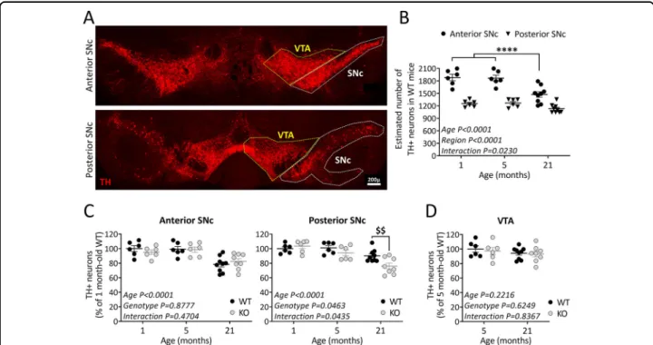 Fig. 1 TP53INP1 de ﬁ ciency impacts the intranigral pattern of ageing-related loss of TH-positive neurons