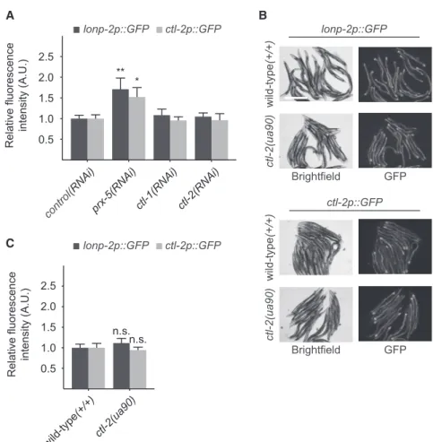 Figure 7A). Similar to our observation, a subset of UPR mt target genes has been shown to overlap with genes upregulated upon P