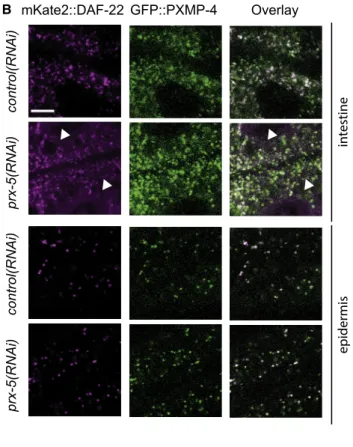 Figure 1. Inactivation of prx-5 leads to a reduction in peroxisomal matrix protein import in the intestine (A) Schematic representation of the daf-22p::mKate2::daf-22 and daf-22p::gfp::pxmp-4 reporters used in the study.