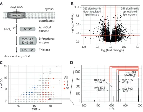 Figure 3. Lipidomics analysis indicates a reduction of peroxisomal lipid metabolism in prx-5(RNAi) animals