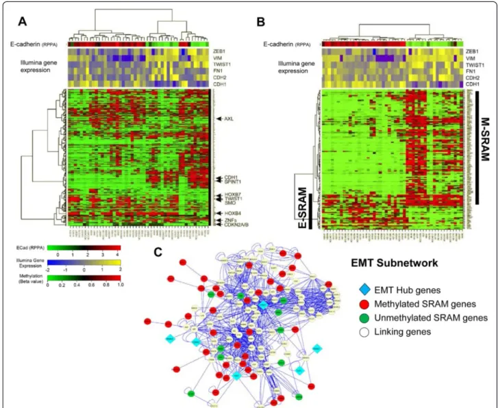 Figure 4 Specific SRAM methylation patterns define epithelial (E) and mesenchymal (M) cell types