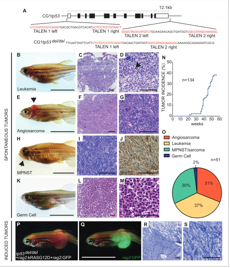 Figure 1. Homozygous tp53 del/del zebrafish spontaneously develop a wide range of tumor types
