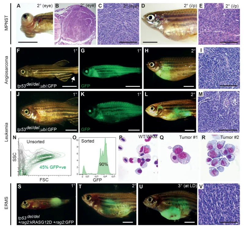Figure 2. tp53 del/del tumors efficiently transplant into syngeneic CG1 strain zebrafish