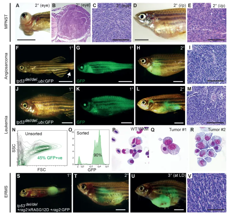 Figure 2. tp53 del/del tumors efficiently transplant into syngeneic CG1 strain zebrafish