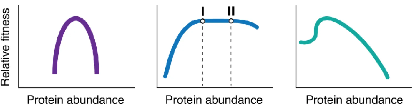 Figure 1. Theoretical fitness landscapes. Three potential fitness landscapes for different genes