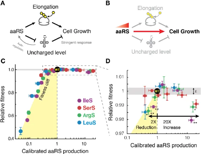 Figure 1. Fitness landscape of tRNA synthetase production shows growth optimization near  a fitness cliff (A) Model describing the dual roles of aminoacyl-tRNA synthetase (aaRS) 