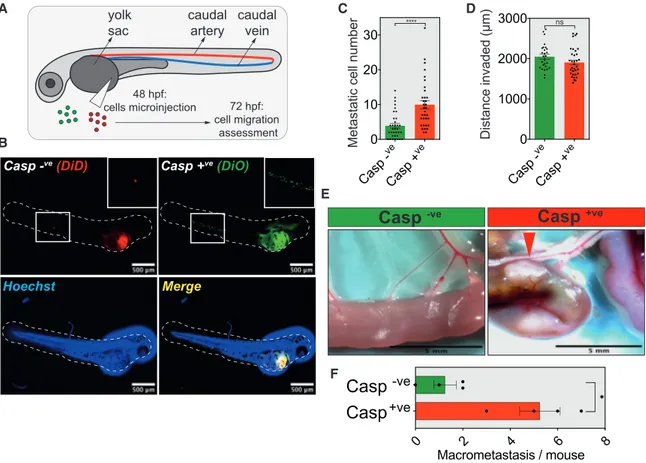 Figure 6. In Vivo Validation of the Increased Invasiveness of Cancer Cells Triggered by Failed Apoptosis (A) The zebrafish model of cancer metastasis.