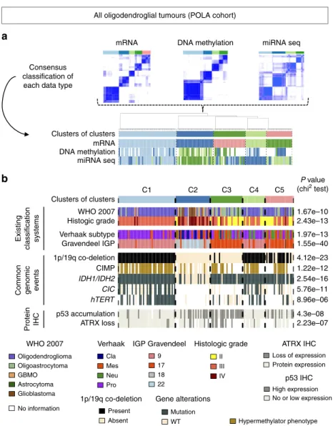 Figure 1 | Histo-molecular characterization of the ﬁve subtypes of oligodendroglial tumours robustly identiﬁed in POLA cohort