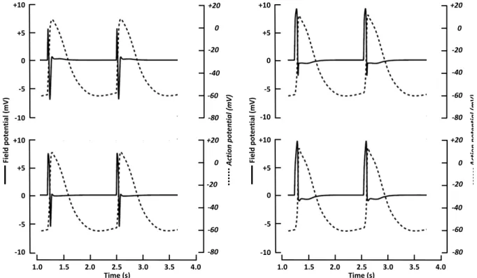 Fig.  3.  Conversion  of  4  in silico  FPs  [obtained  by  means  of  a  computational  model  developed  from  electrophysiological  data  obtained  in  hiPSC-CMs  (Paci,  et  al.,  2013)]  into  AP profiles  (Zitoun,  et  al.,  2015)