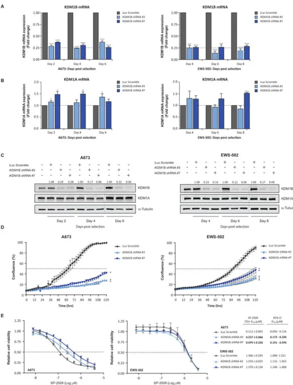 Fig. 4. KDM1B mediates SP-2509 sensitivity in hypersensitive Ewing sarcoma cell lines
