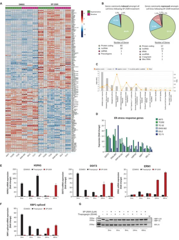 Fig. 5. SP-2509 cytotoxicity is mediated through the ER-stress response pathway