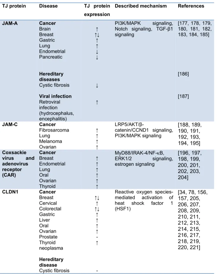 Table 1. Role of TJ proteins in disease. Examples of TJ protein-disease associations and  1264 
