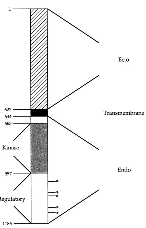 Figure  1  The  EGF receptor (from Chang et  al.,  1993).  Asterisks  indicate sites  of  tyrosine  phosphorylation.